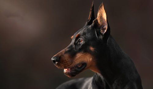 نژاد دوبرمن