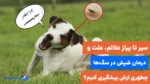 0 تا 100 شپش سگ، از علائم تا درمان خانگی آن!