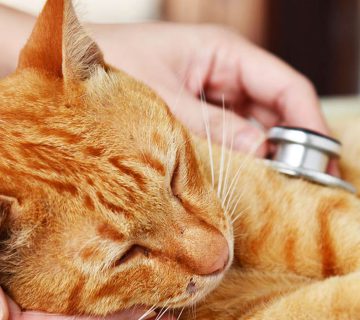 گربه چه بیماریهایی رو به انسان منتقل میکنه