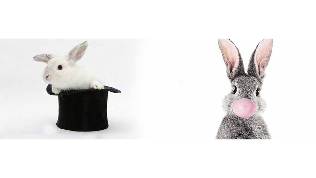 آموزش خرگوش