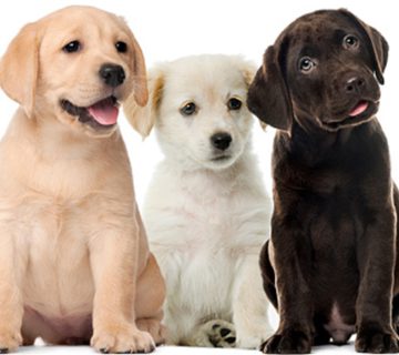 سگ لابرادور رتریور