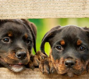 سگ روتوایلر