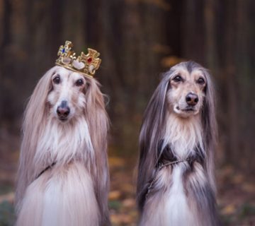 سگ تازی افغان