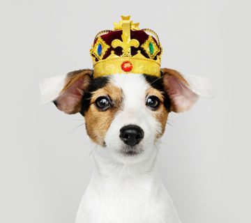 سگ جک راسل تریر