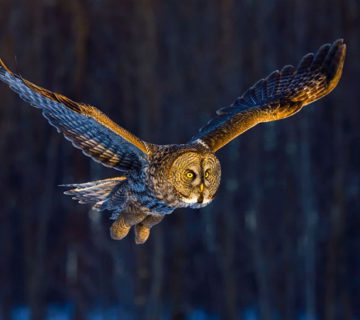 جغد در حال پرواز