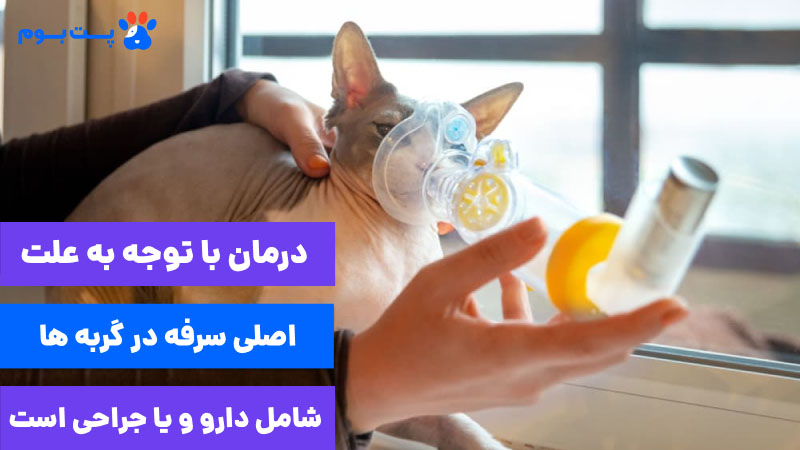 درمان سرفه گربه با توجه به علت اصلی آن متفاوته و از دارو تا جراحی متفاوته