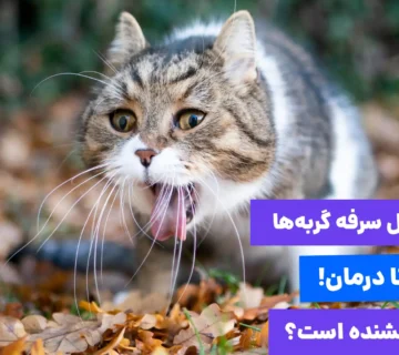 از علت تا درمان سرفه گربه