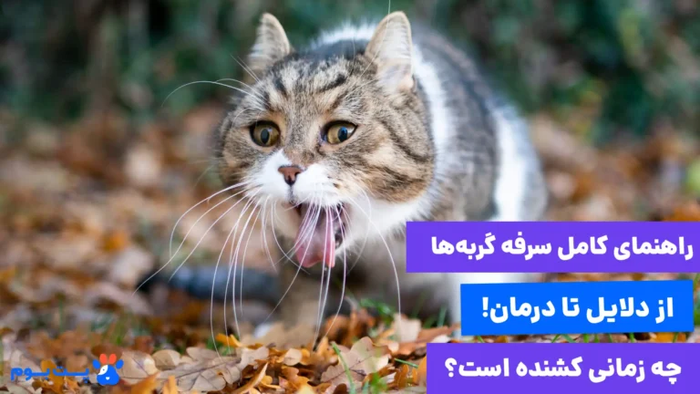 سرفه گربه از دلایل تا درمان خانگی آن! چه زمانی باید نگران شویم؟!