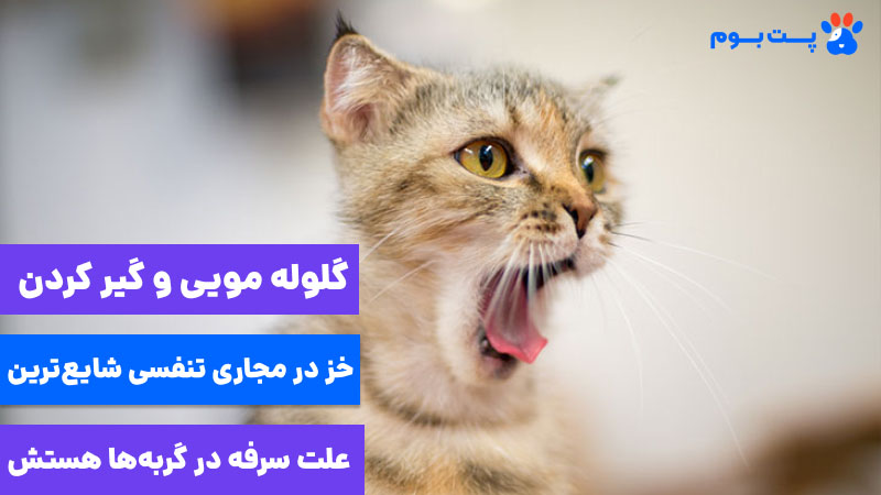 شایع ترین علت سرفه گربه گیر کردن مو وگلوله مویی در مجاری تنفسی است