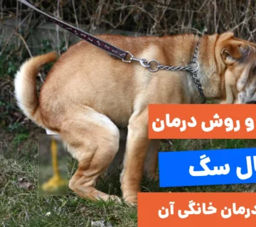 از نشانه ها تا درمان خانگی اسهال سگ