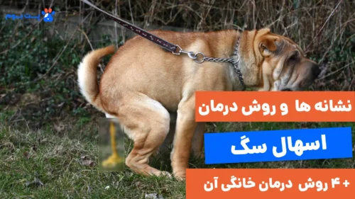 از نشانه ها تا درمان خانگی اسهال سگ