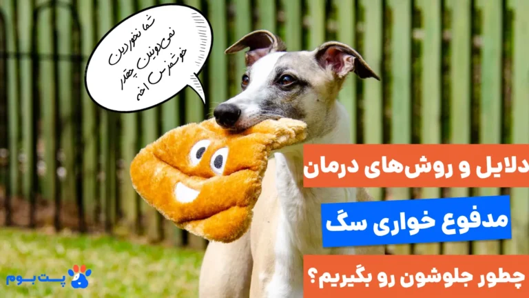 دلایل مدفوع خواری سگ‌ها و راه‌های جلوگیری از آن