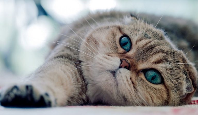 چرا گربه اسکاتیش فولد گوش های خمیده داره؟