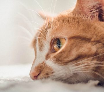 افسردگی گربه