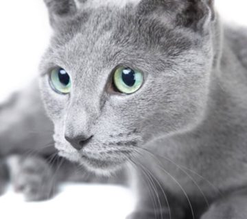 گربه راشن بلو