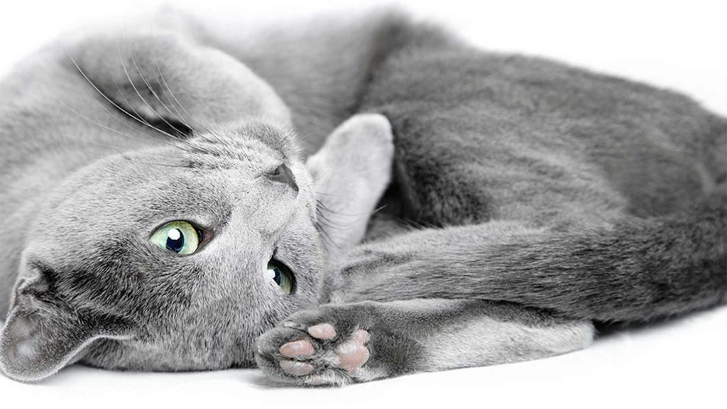 گربه روسی آبی