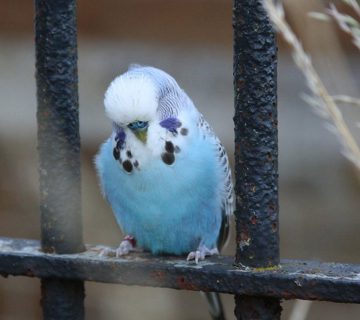 مرغ عشق بیمار