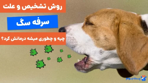 علت و روش های درمان سرفه سگ