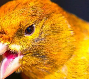 چی میشه که قناری سرما می‌خوره