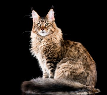 گربه مین کون