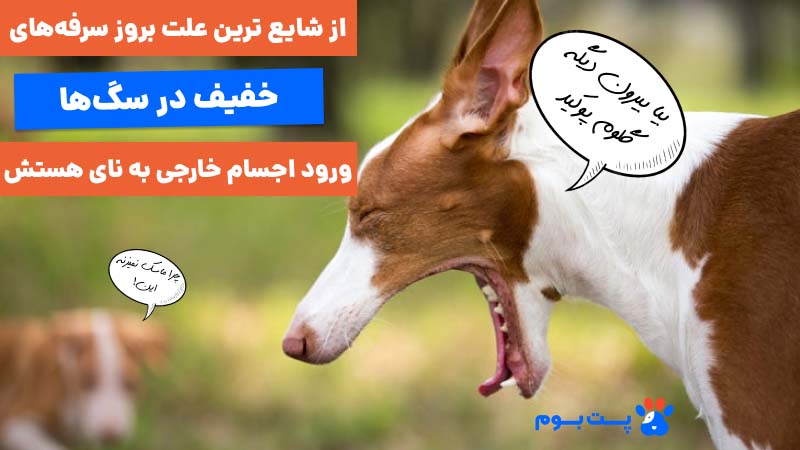 شایعترین علت بروز سرفههای خفیف در سگها ورود اجسام خارجی به نای هستش