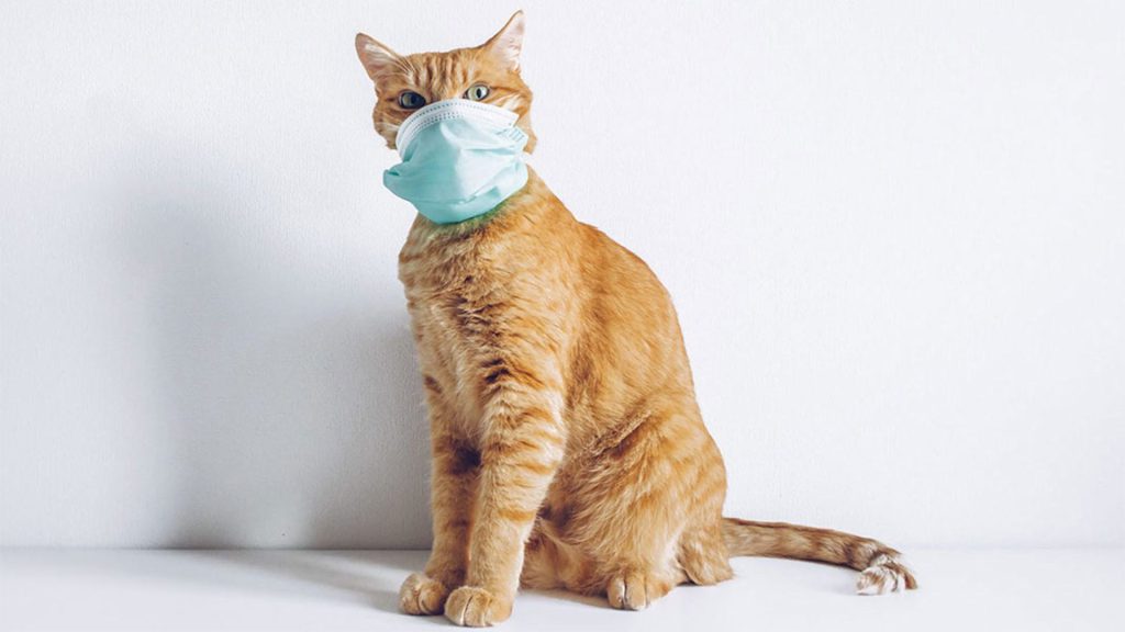 علت سرماخوردگی گربه