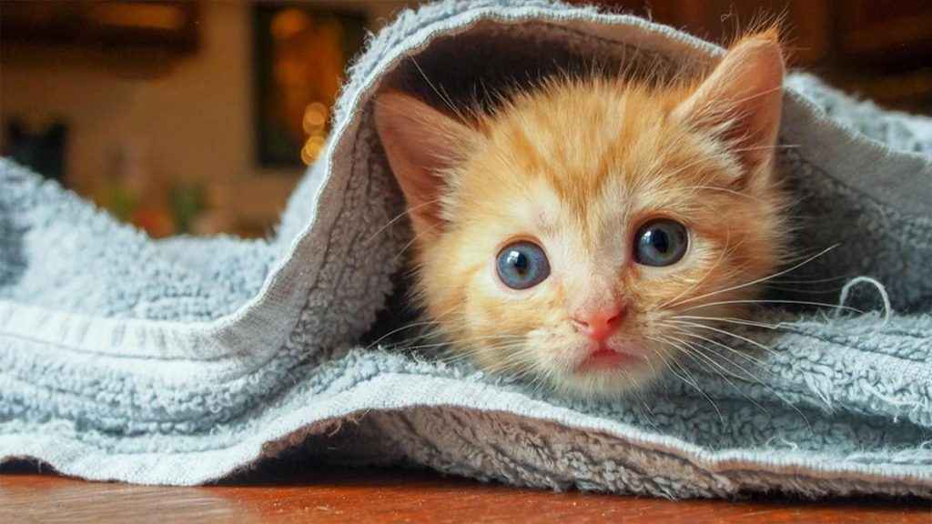 گربه‌های در معرض خطر سرماخوردگی