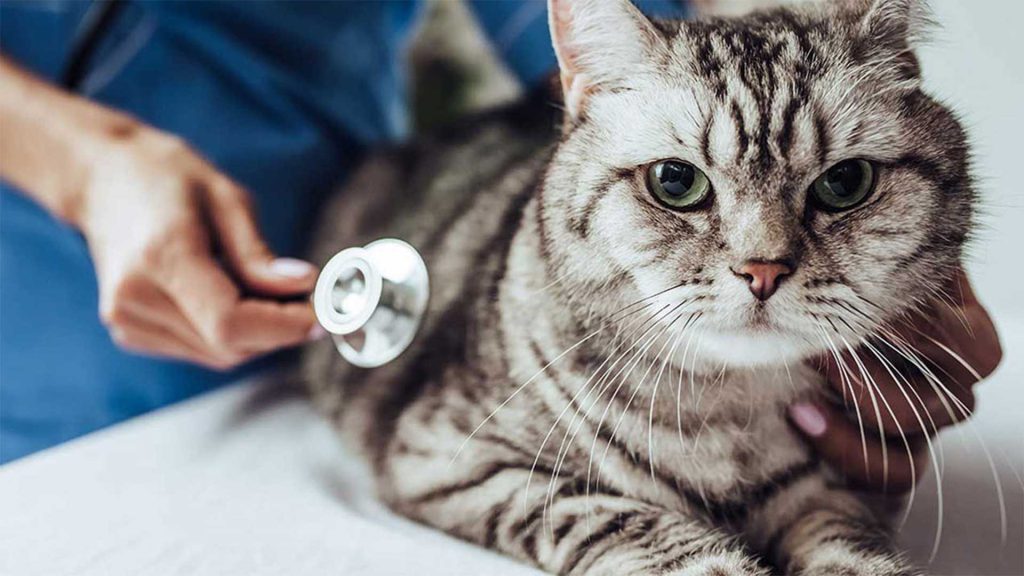 درمان سرماخوردگی گربه