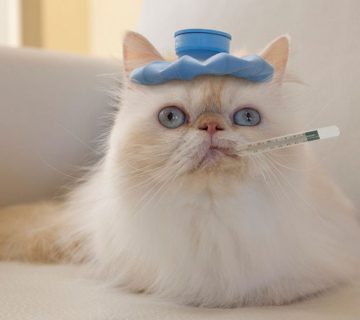 سرماخوردگی گربه