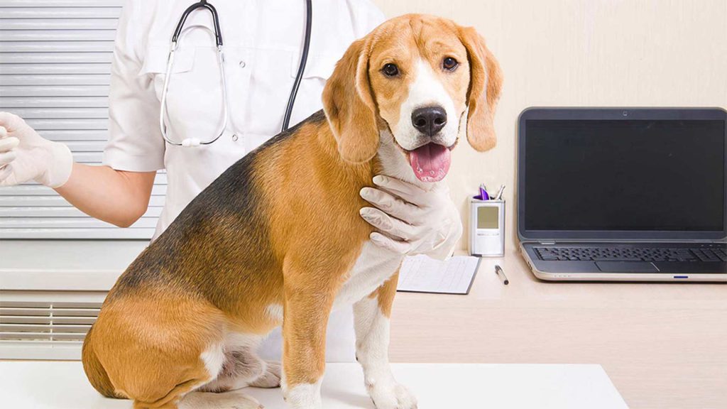 سوالات درمانی برای سرفه سگ