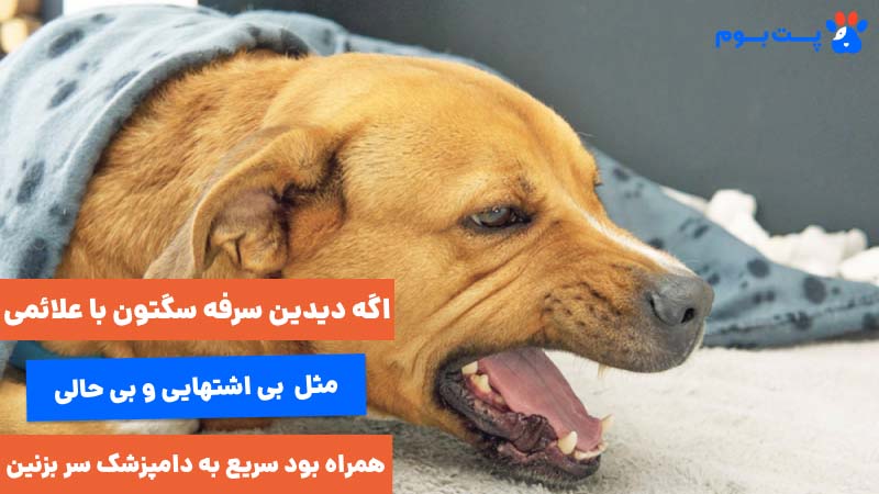 اگه دیدین سرفه سگتون با علائمی مثل بی اشتهایی و بی حالی همراه بود سریع به دامپزشک سر بزنین