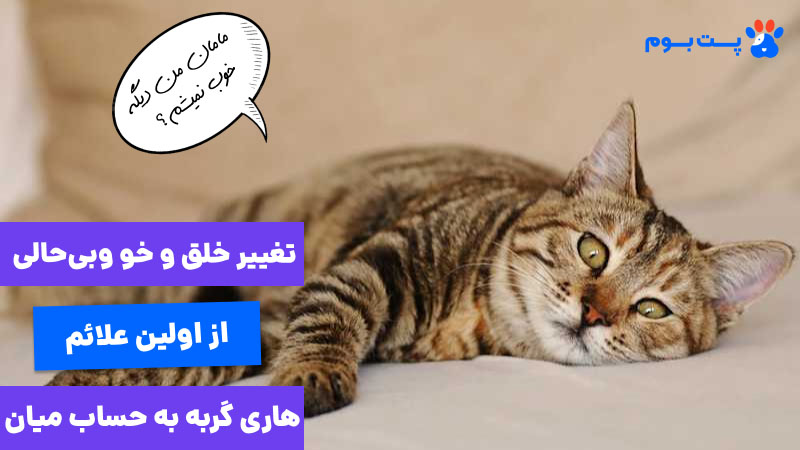تغییر و خلق و خو و بیحالی از اولین علائم هاری گربه به حساب میان