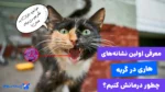 هاری گربه، از شروع علائم تا نحوه درمان و پیشگیری از آن