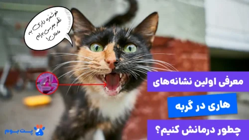 از علائم تا پیشگیری از هاری گربه