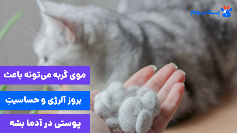 موی گربه میتونه باعث بروز آلرژی و حساسیت پوستی در آدما بشه