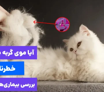 آیا موی گربه باعث بیماری میشه؟