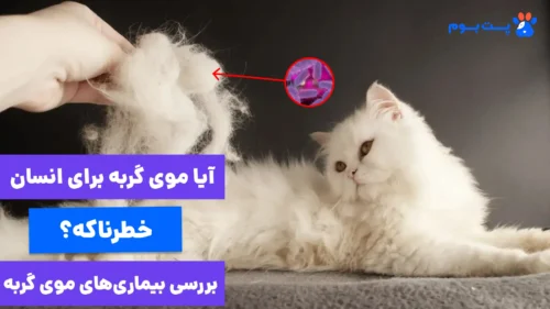 آیا موی گربه باعث بیماری میشه؟