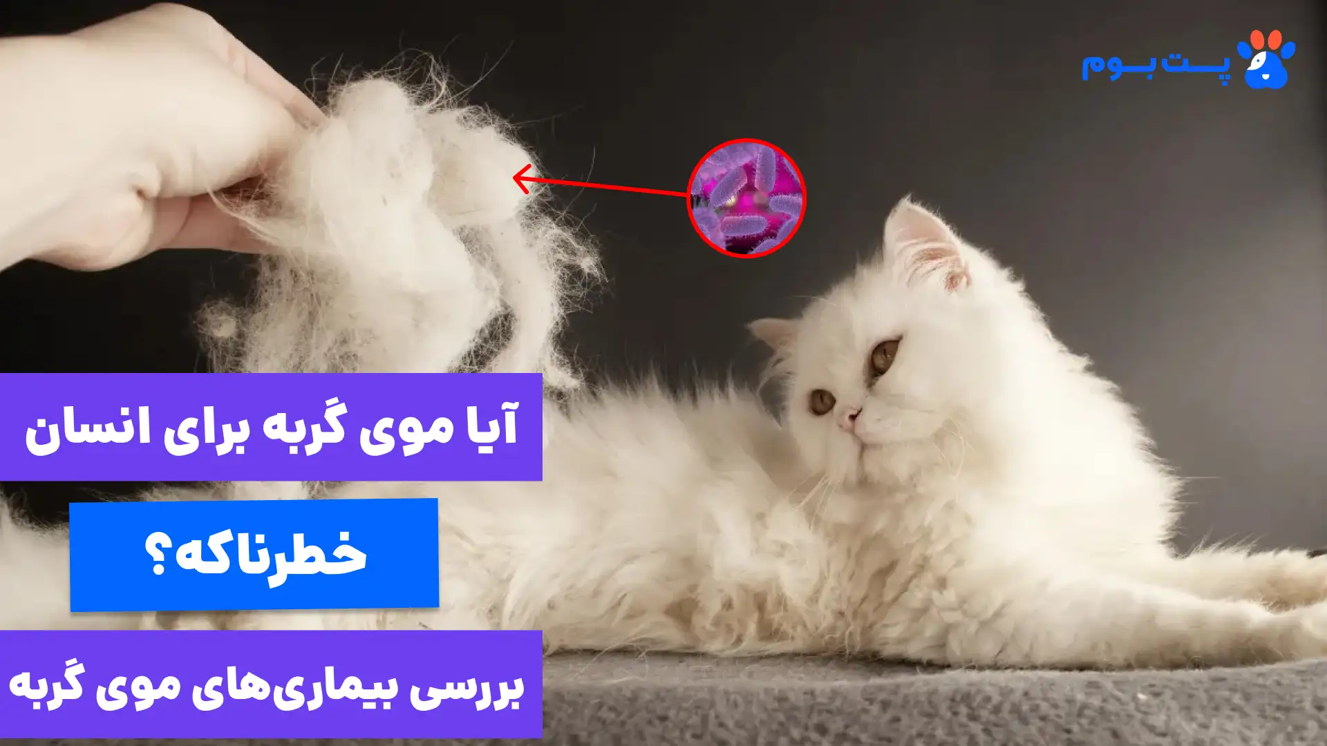 آیا موی گربه باعث بیماری میشه؟