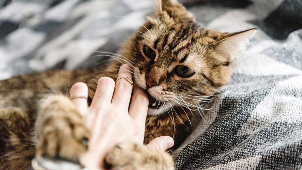 درمان بیماری چنگ گربه