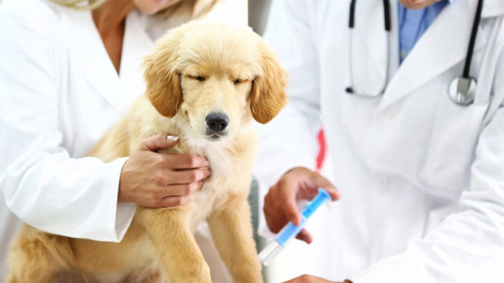درمان بزاق سگ