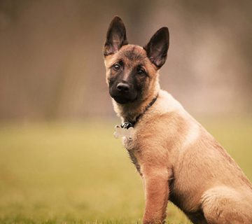 سگ مالینویز