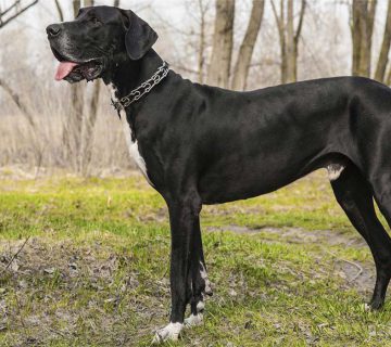 معرفی-سگ-گریت-دین