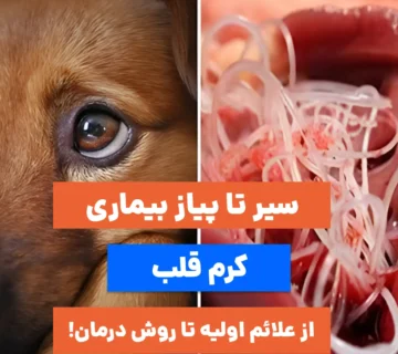 راهنمای جامع بیماری کرم قلب سگ، از علائم تا درمان