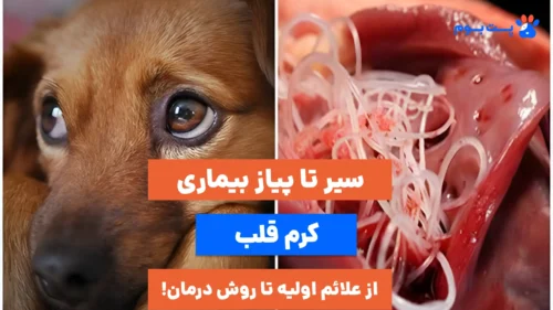 راهنمای جامع بیماری کرم قلب سگ، از علائم تا درمان