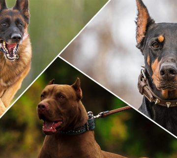 بهترین سگ‌ نگهبان