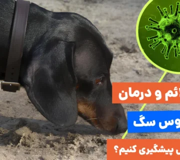 علت، علائم و درمان بیماری پاروویروس سگ