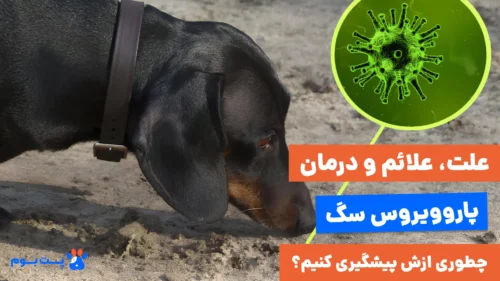علت، علائم و درمان بیماری پاروویروس سگ