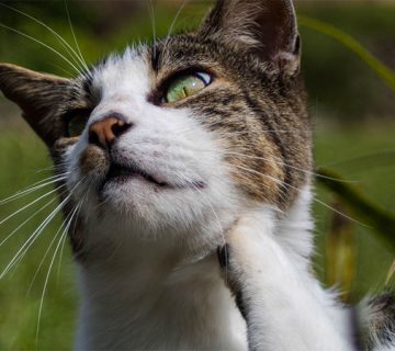 کک گربه و از بین بردن آن