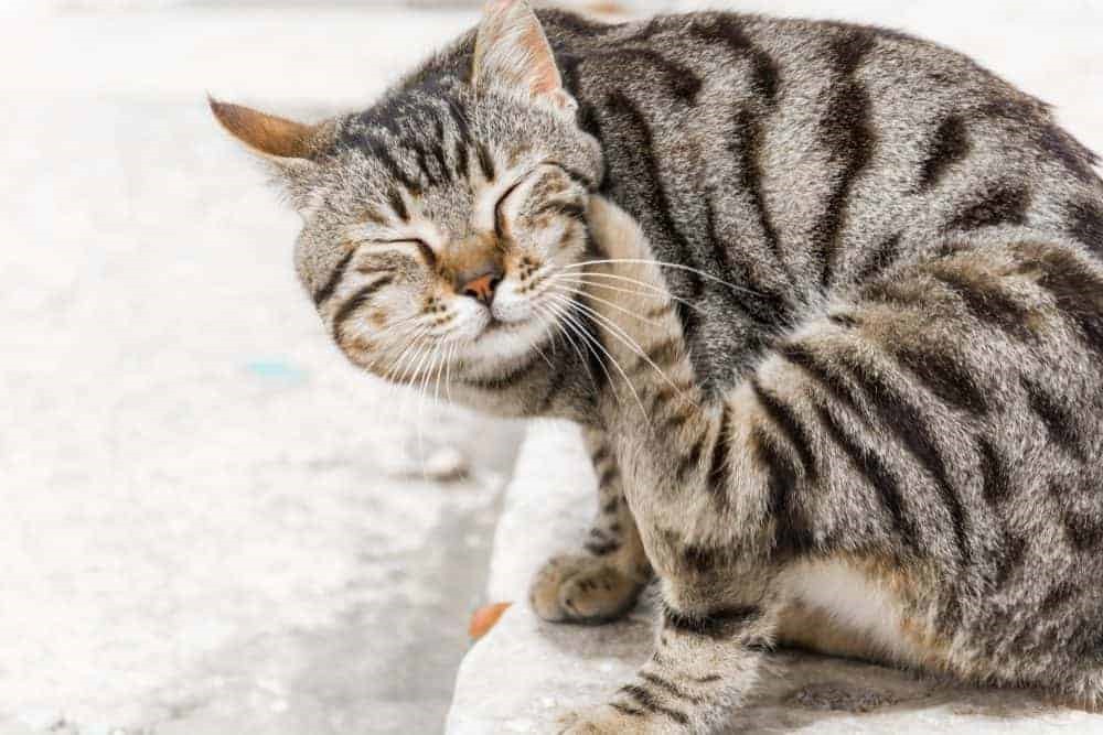 علائم و نشانه های وجود کک در گربه 