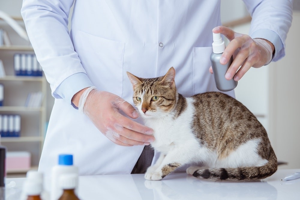 درمان کک گربه